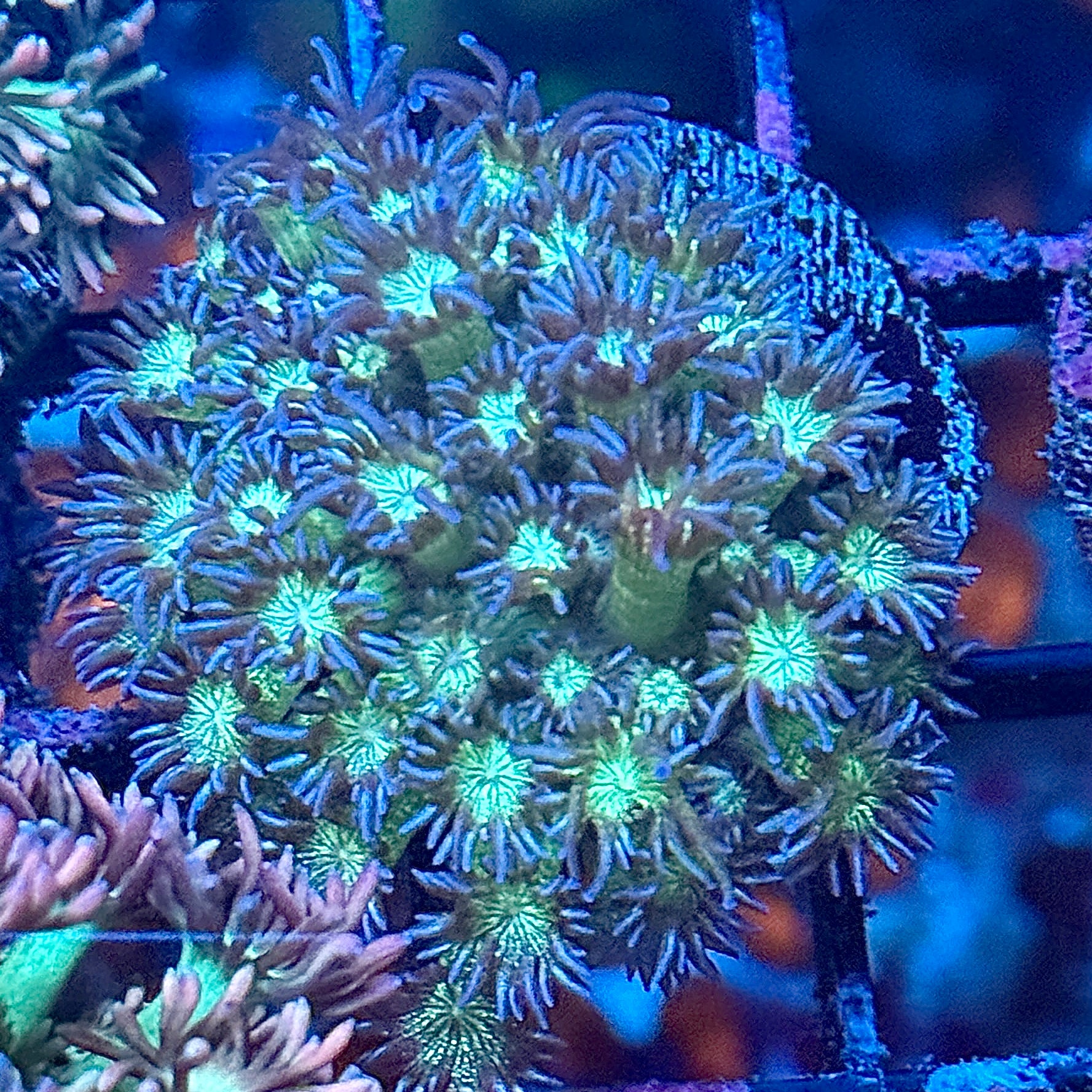 Glitter Bomb Goni Coral Frag