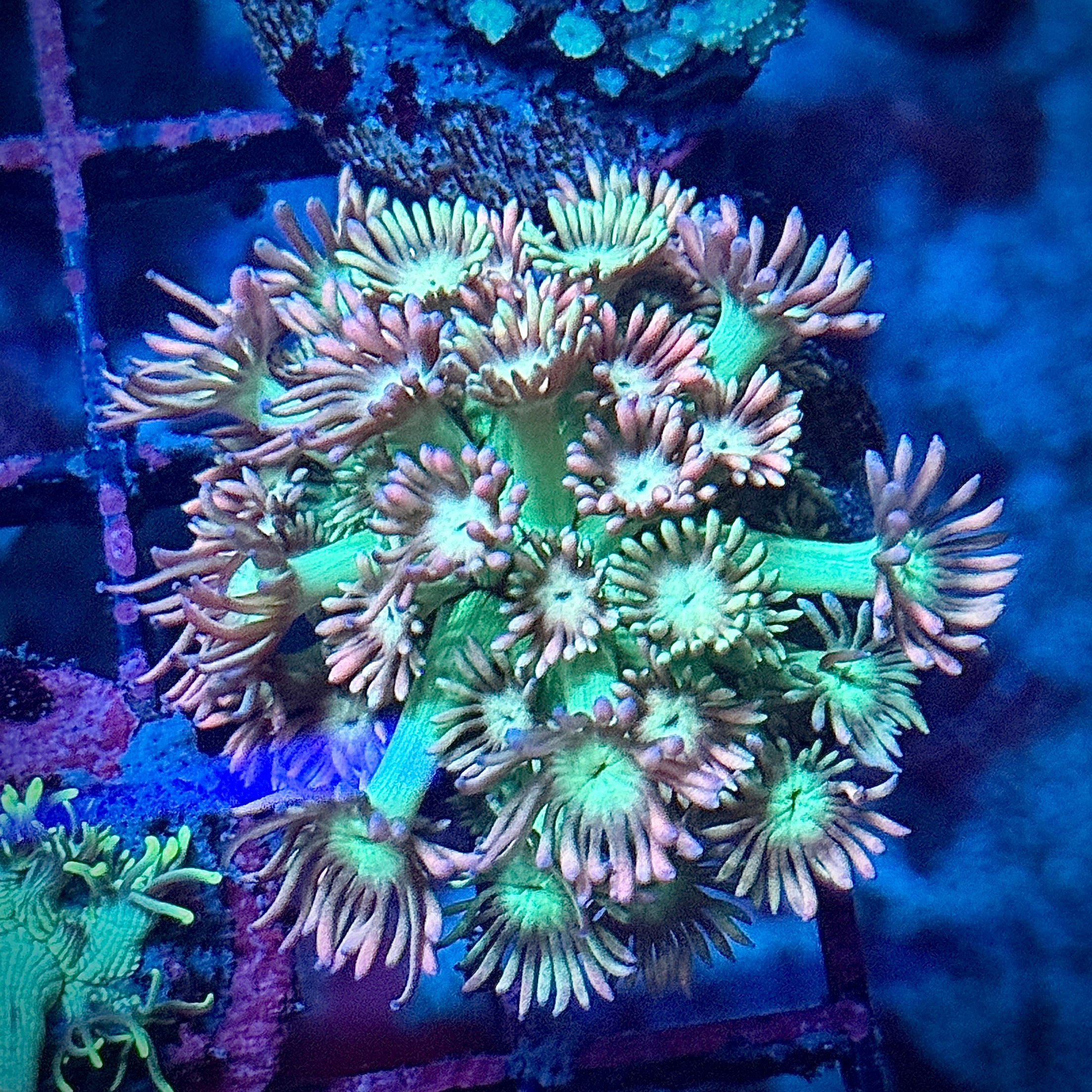 Rainbow Tips Goni Coral Frag