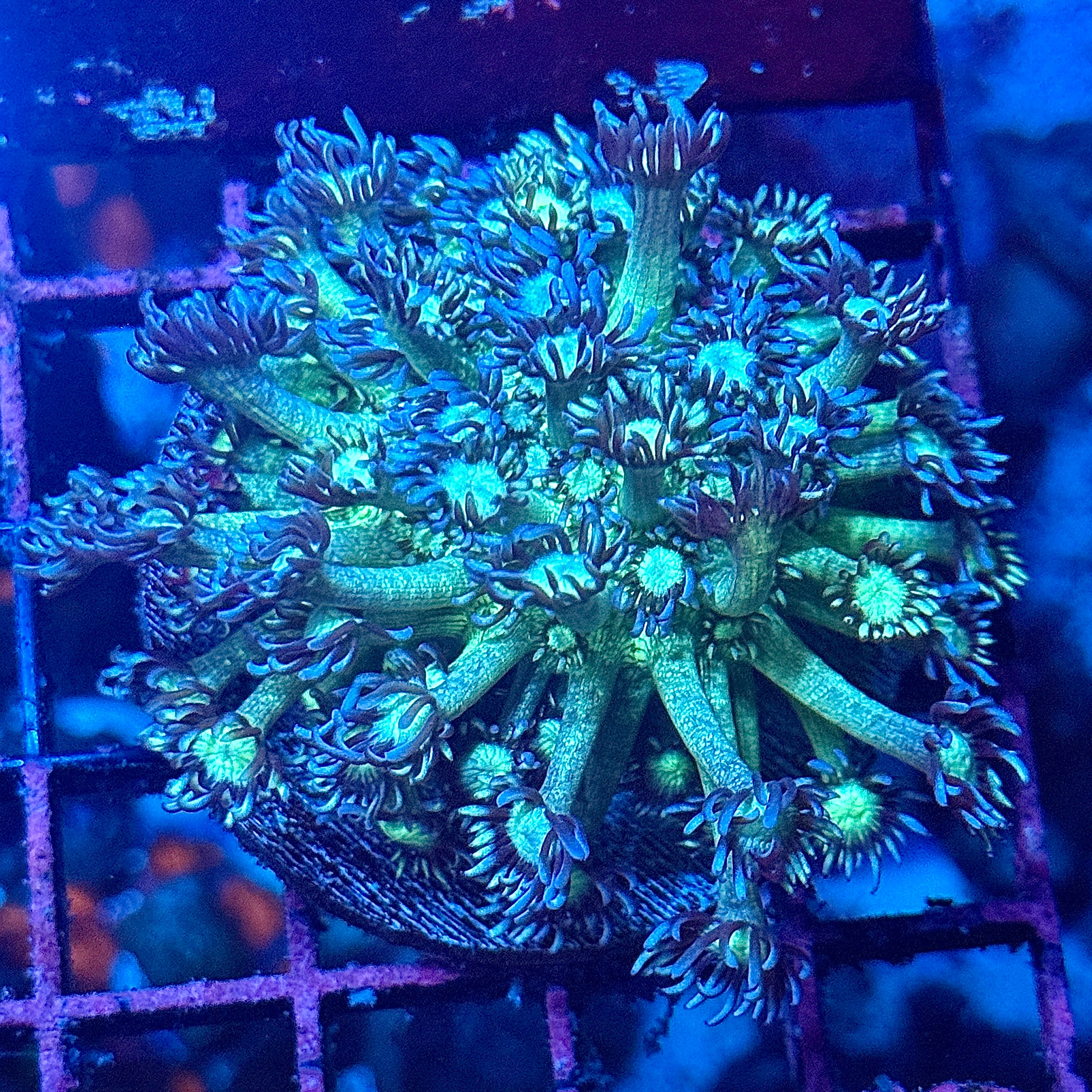 Large Green Ice Goni Coral Frag