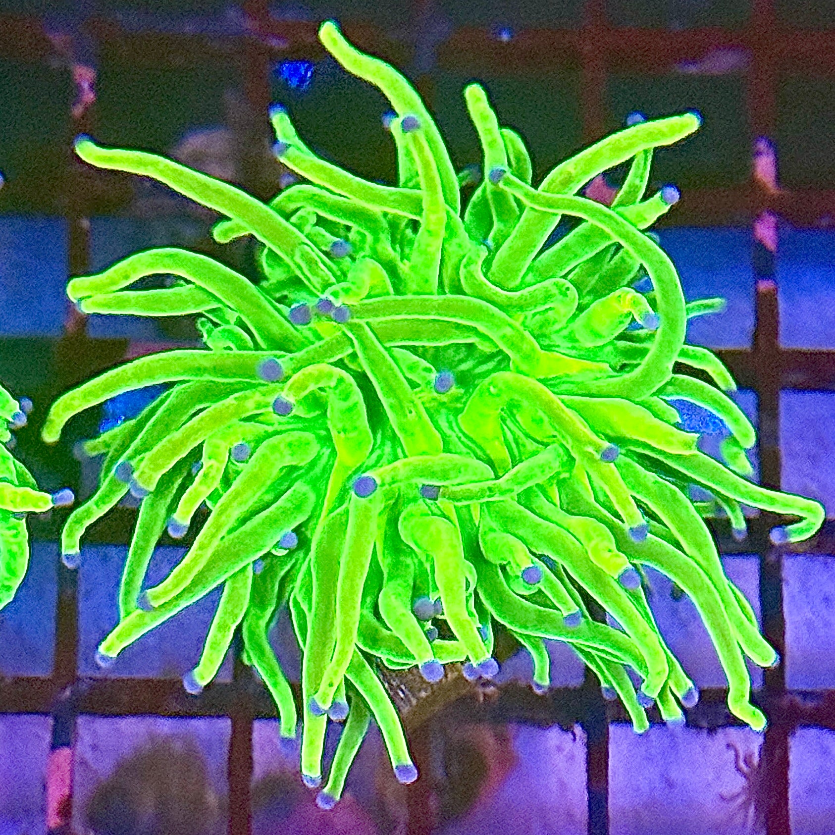 Holy Grail Torch Coral R5B6