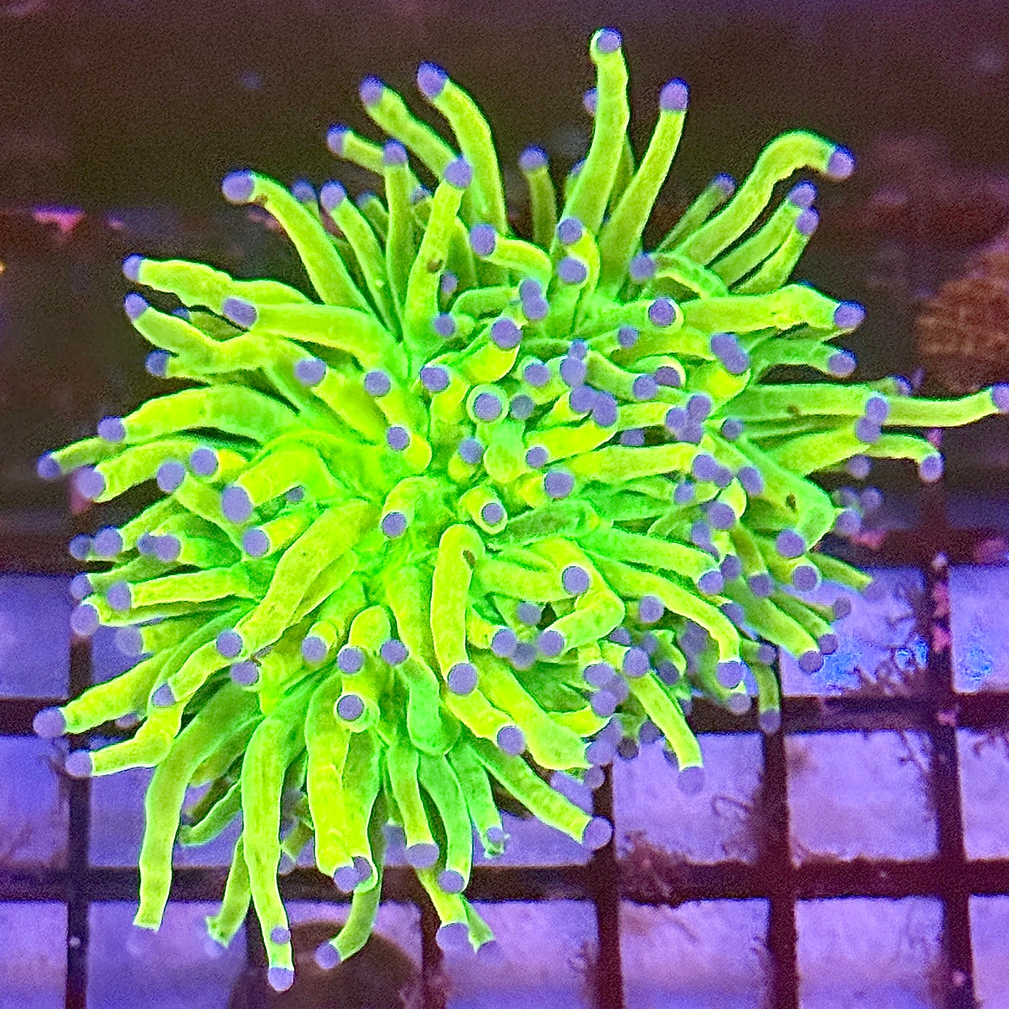Holy Grail Torch Coral R5C6