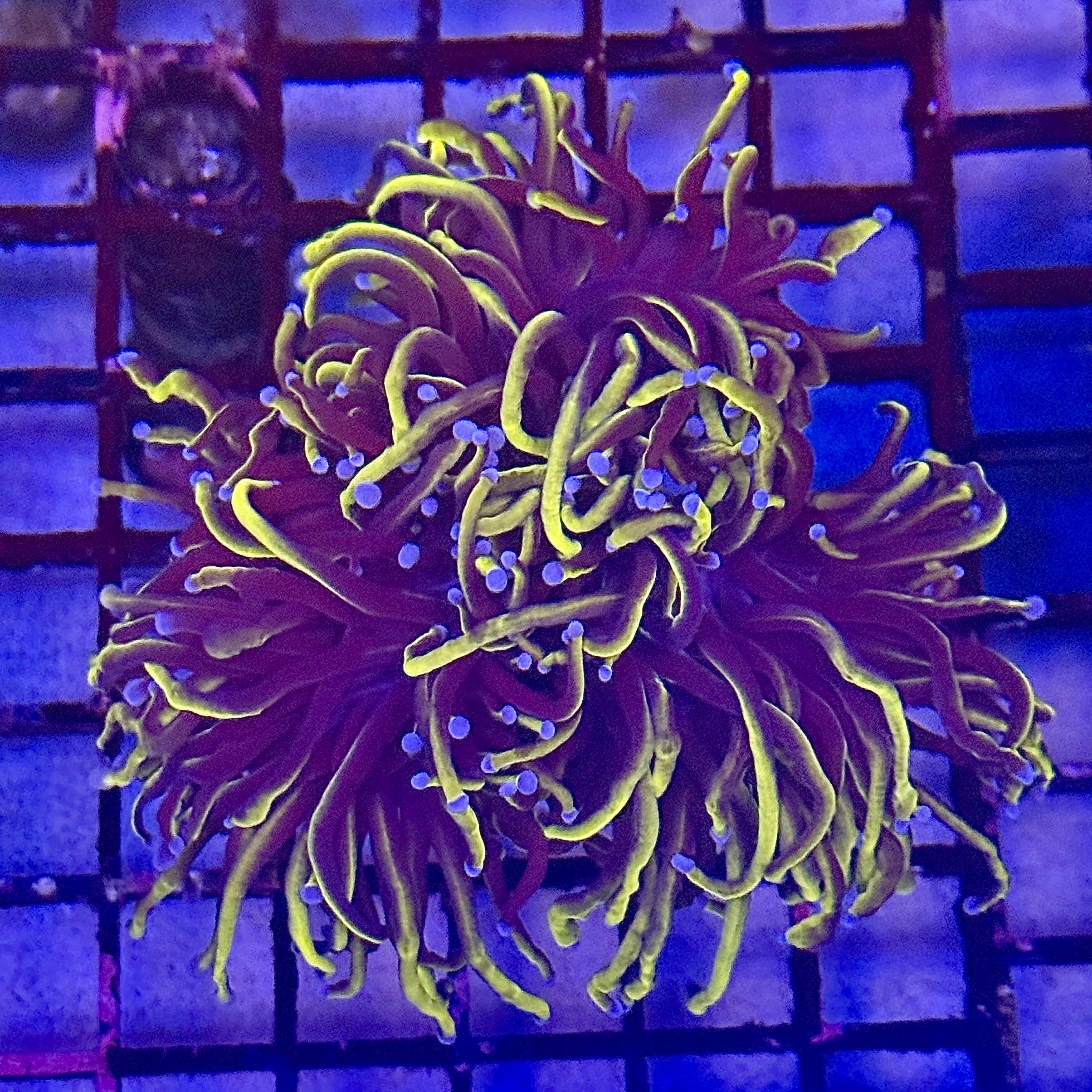 Gold Wolverine Torch Coral R5C5
