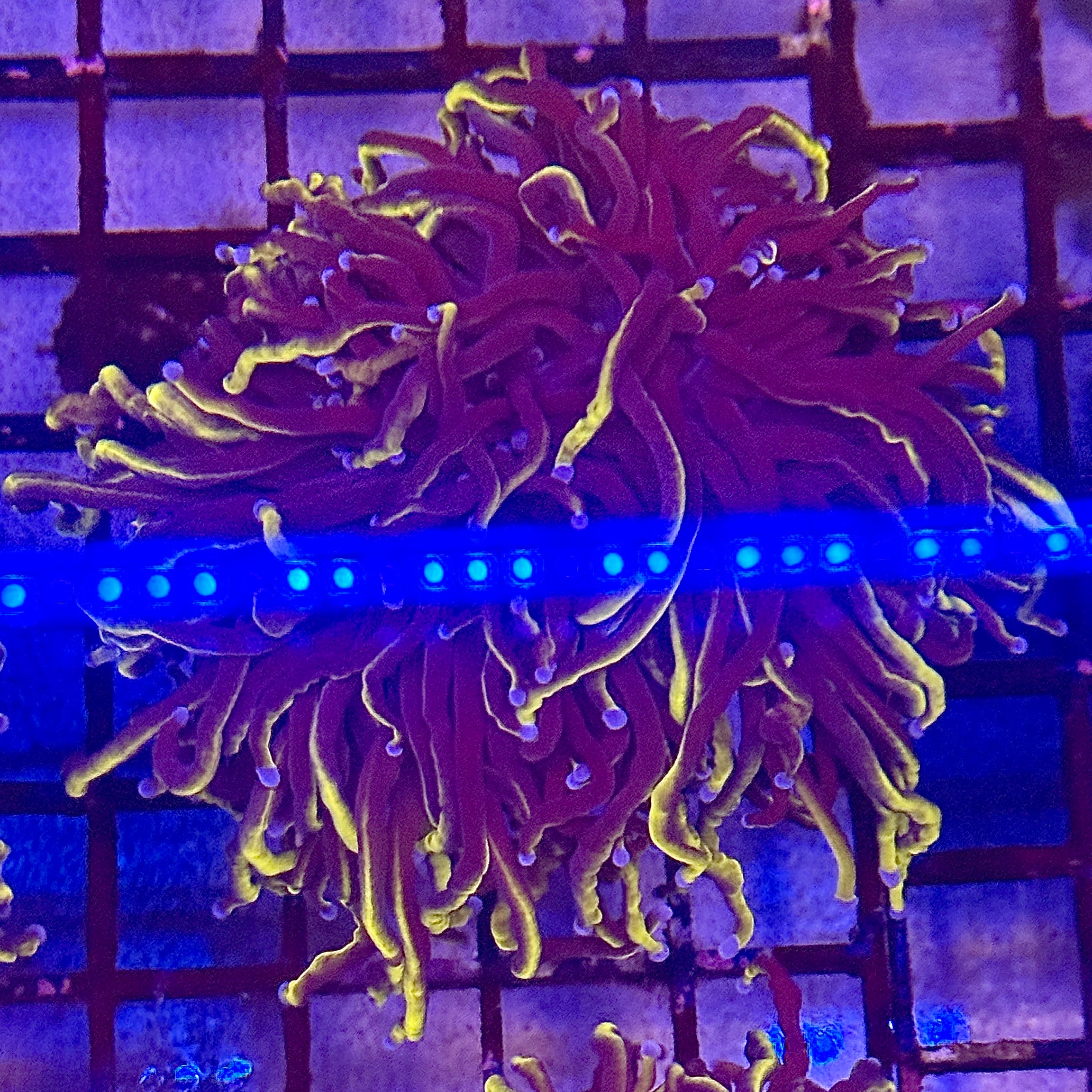 Gold Wolverine Torch Coral R5C4