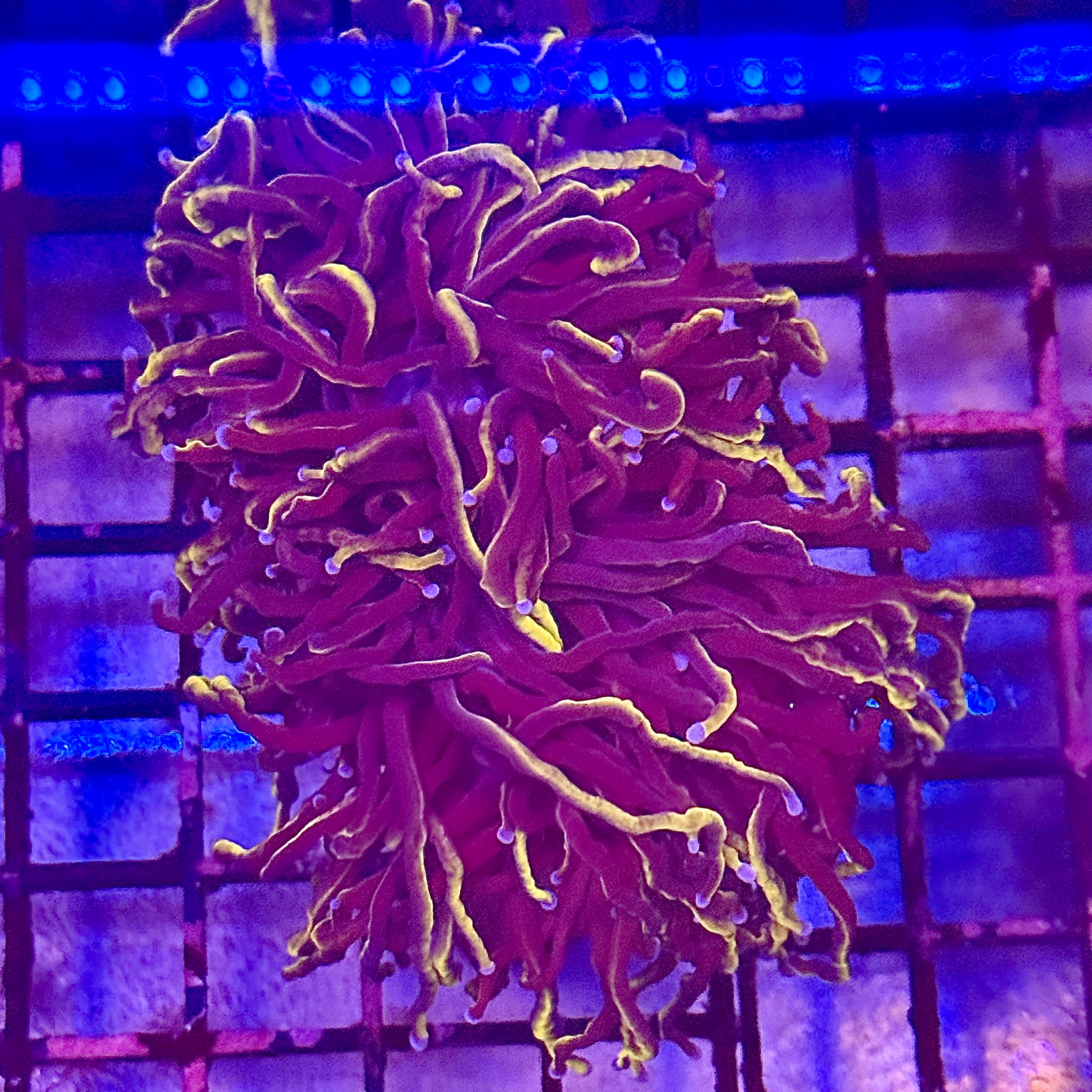 Gold Wolverine Torch Coral R5C3