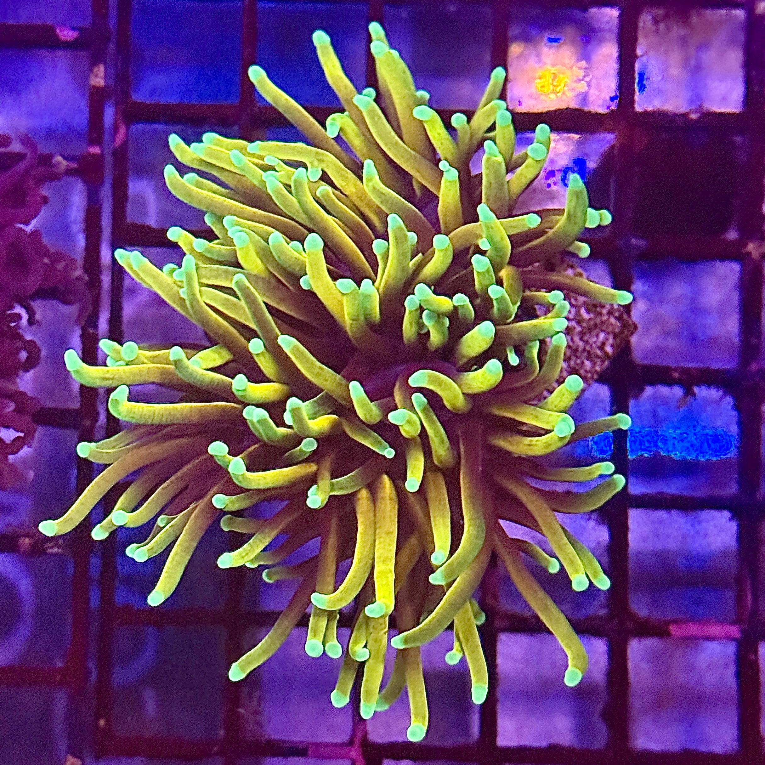 Hellfire Torch Coral R4A1