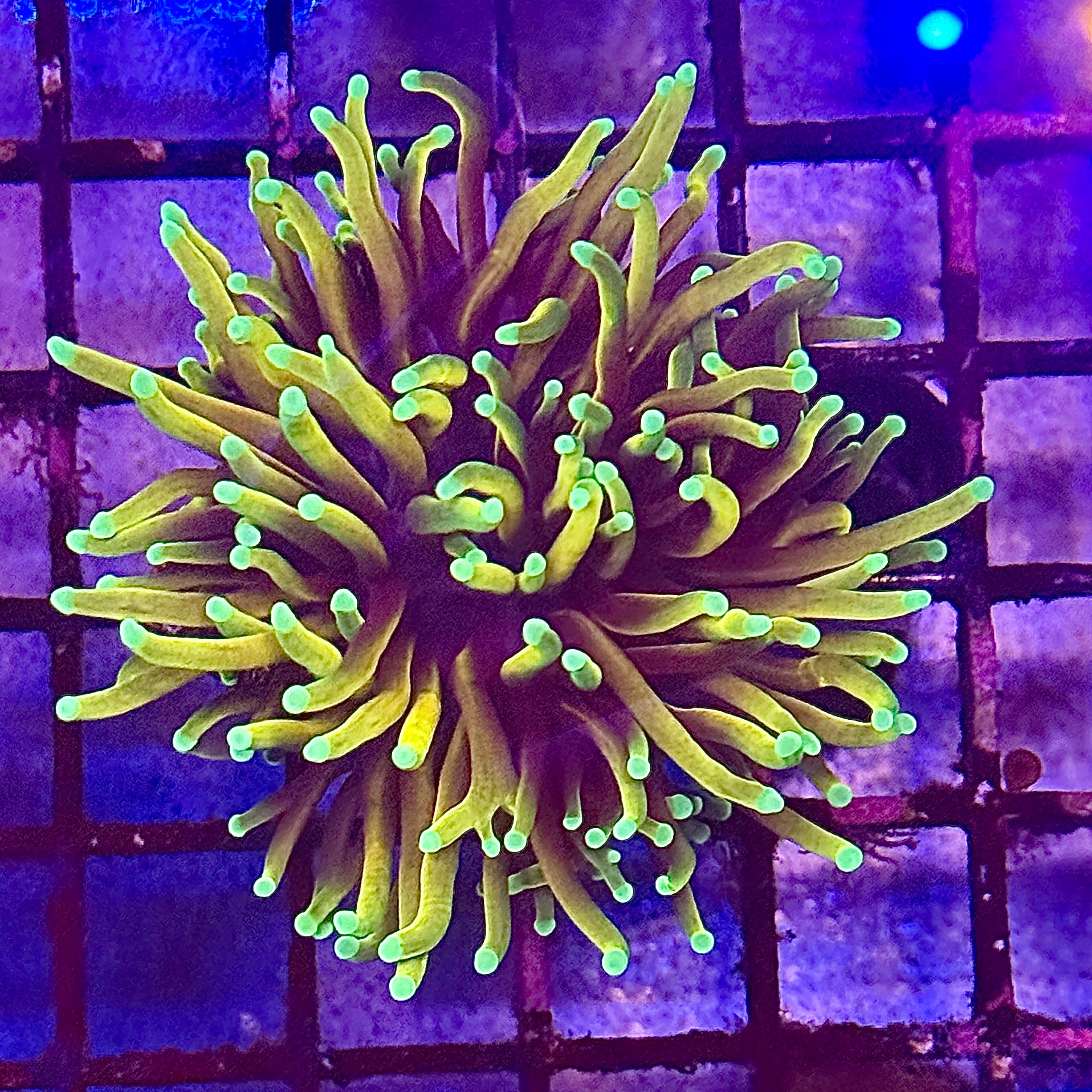 Hellfire Torch Coral R4A2