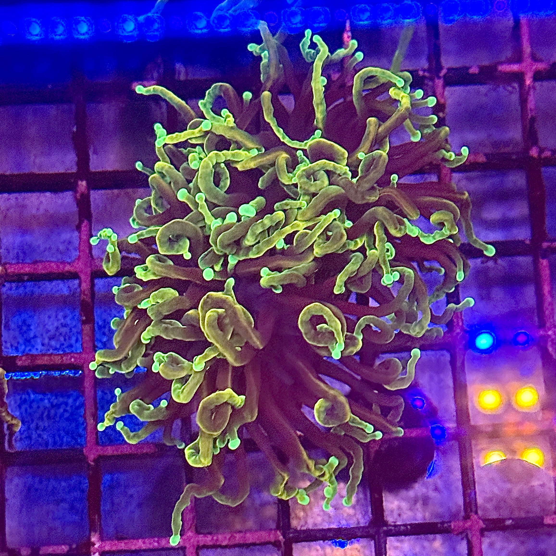 Dragon Soul Torch Coral R4A3