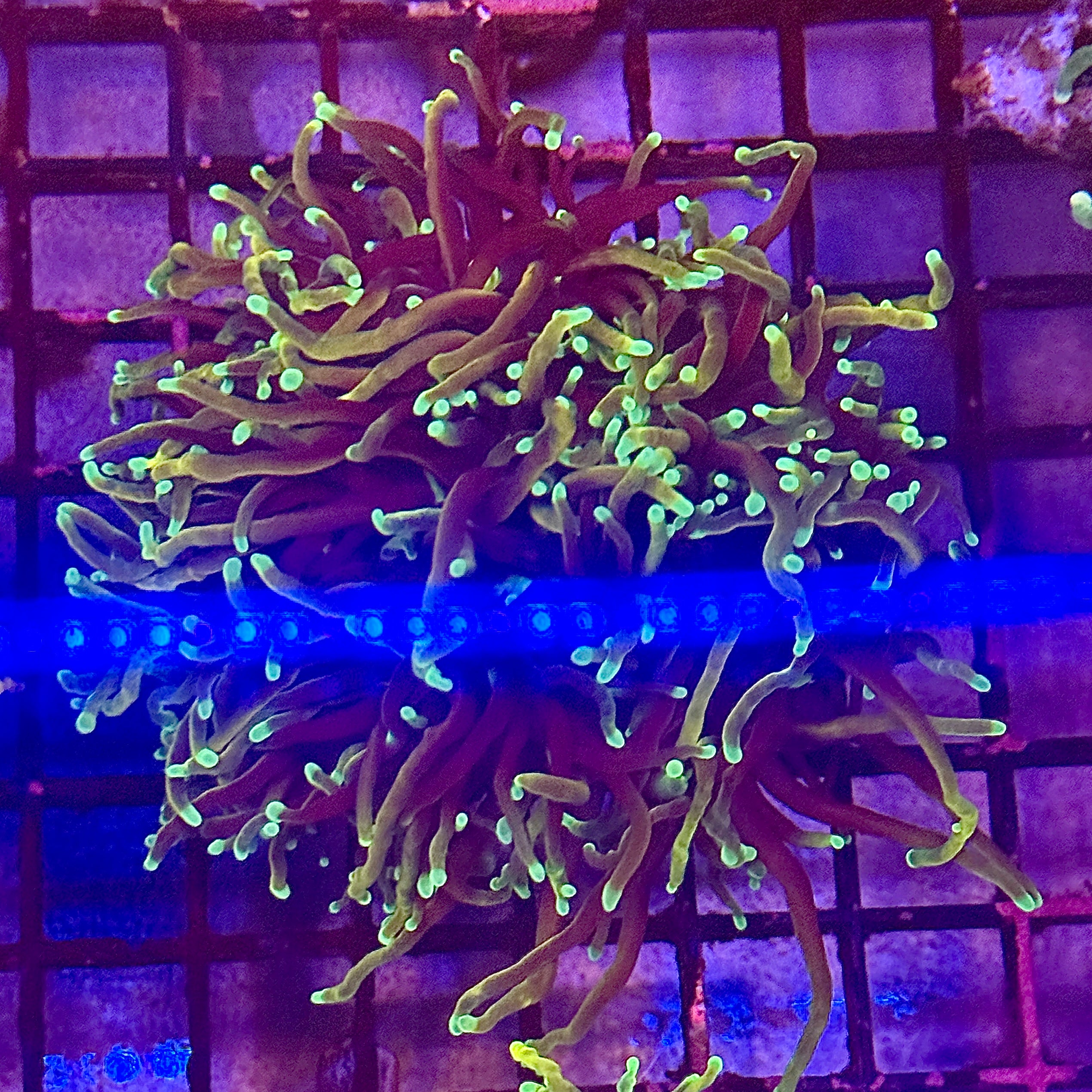 Dragon Soul Torch Coral R4A4