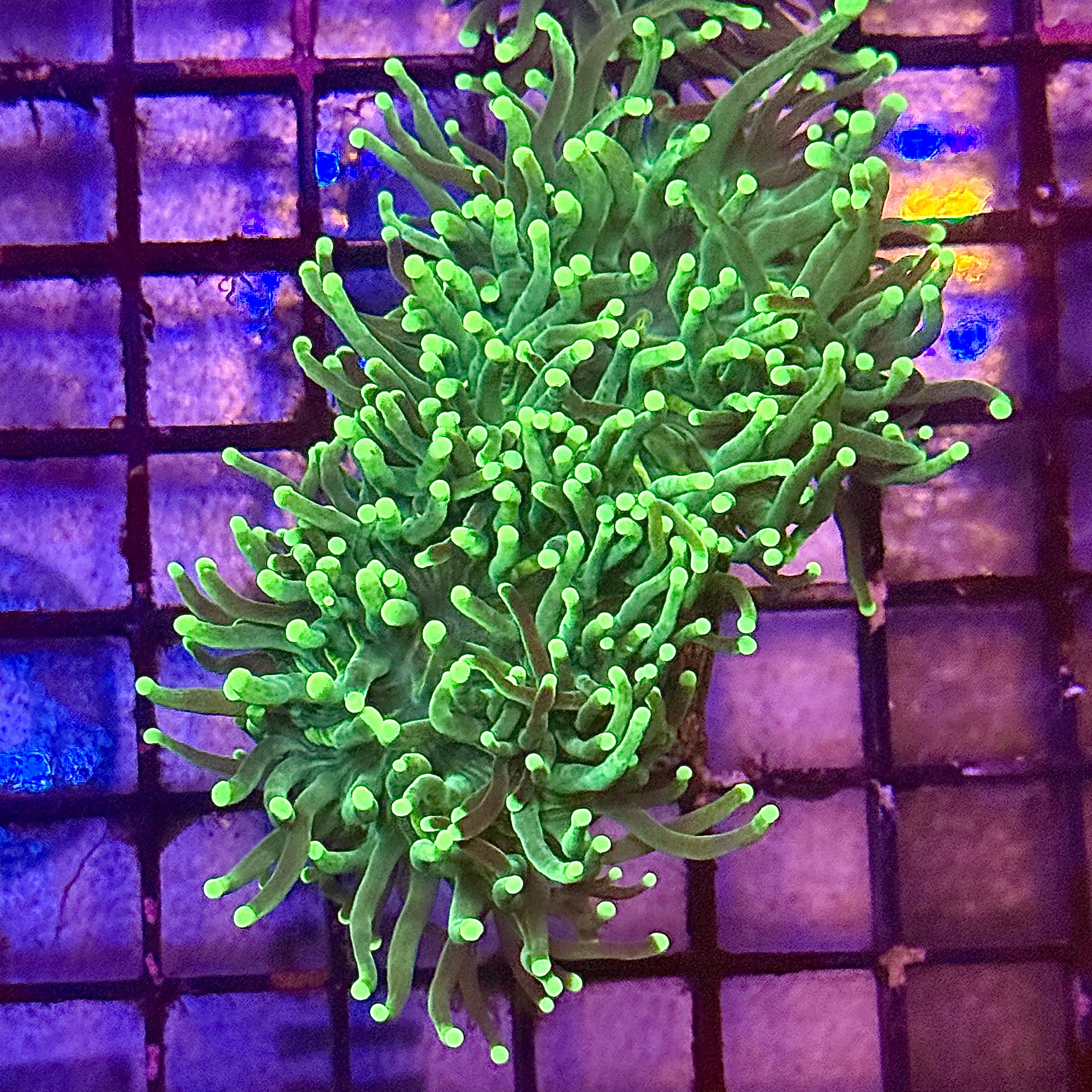 Green with Light Tips Torch Coral R4B1
