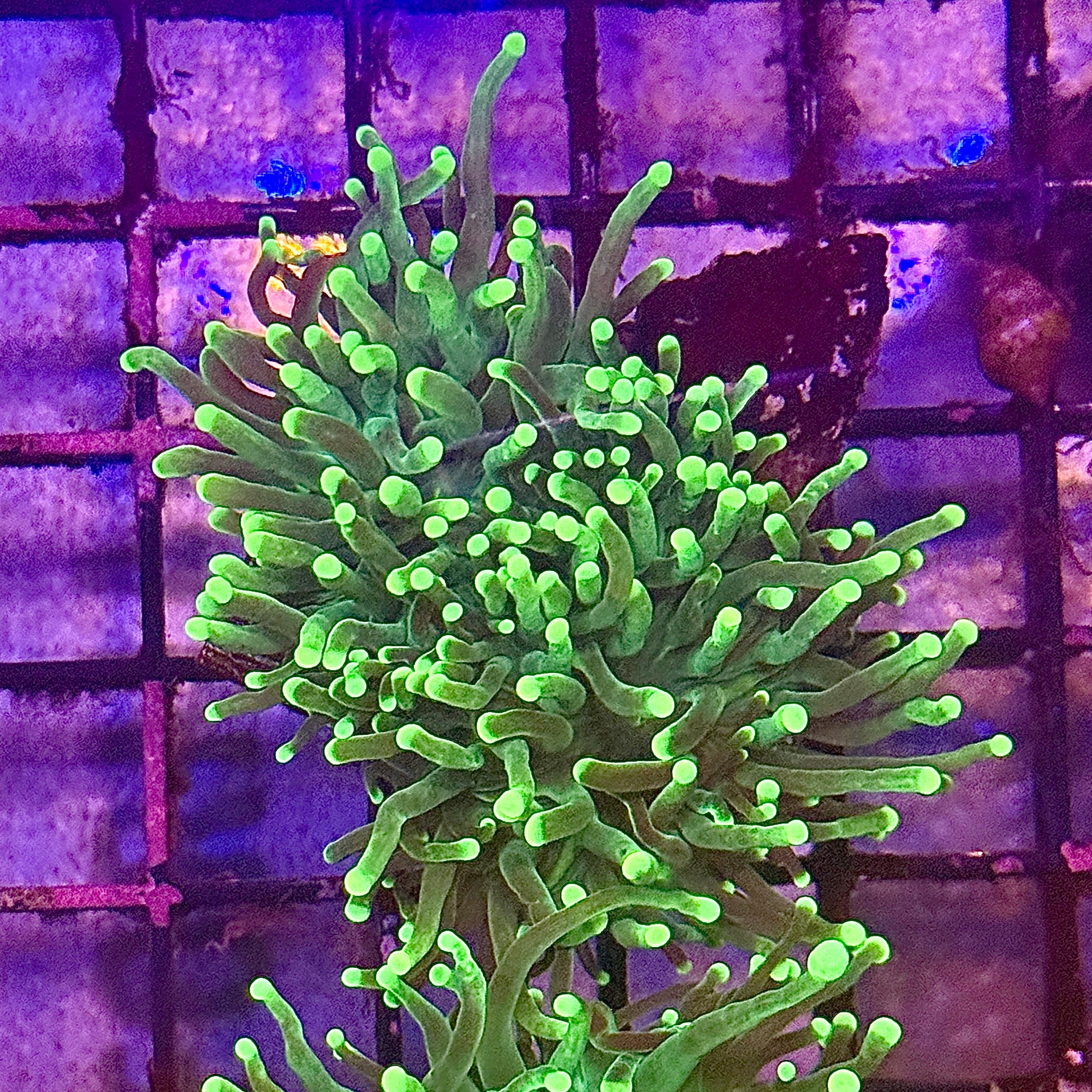 Green with Light Tips Torch Coral R4B2