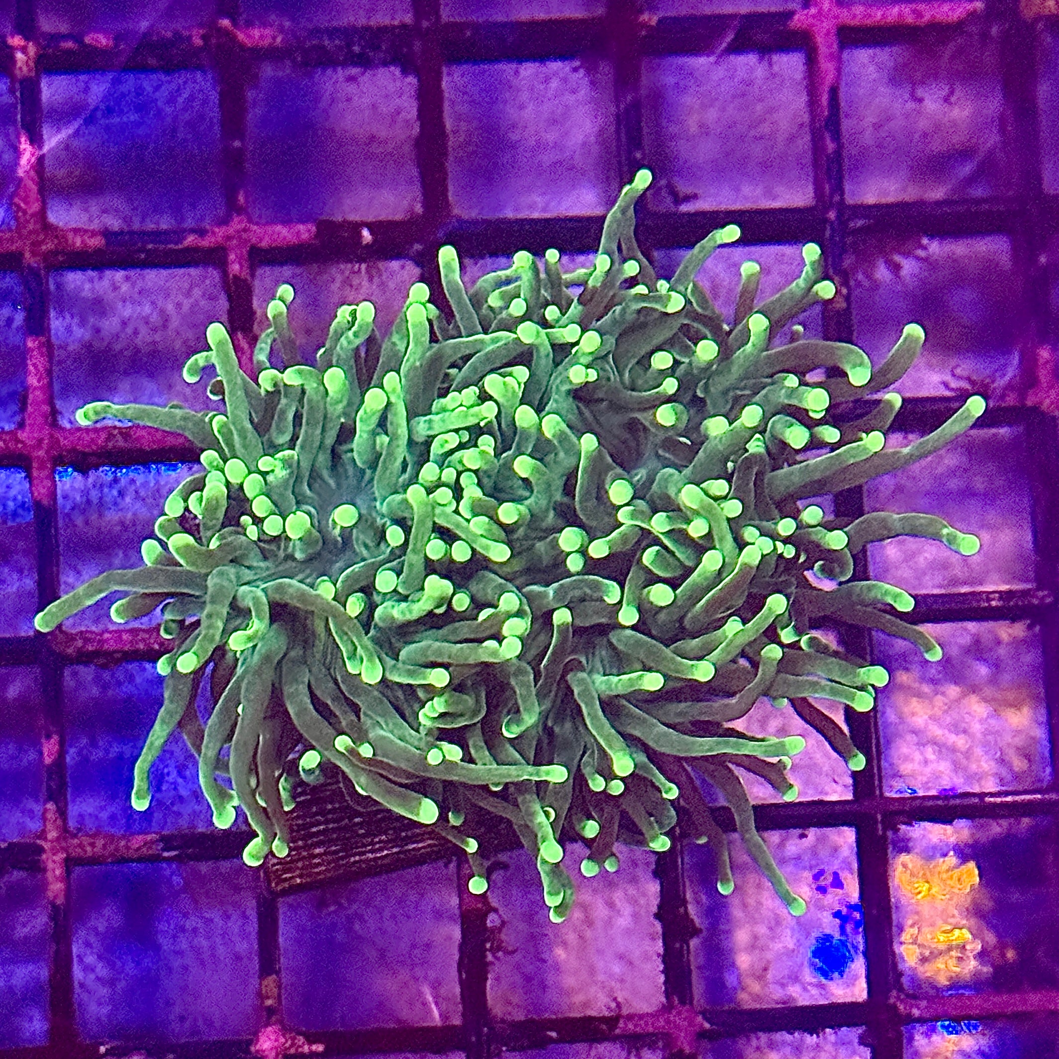 Green with Light Tips Torch Coral R4B3