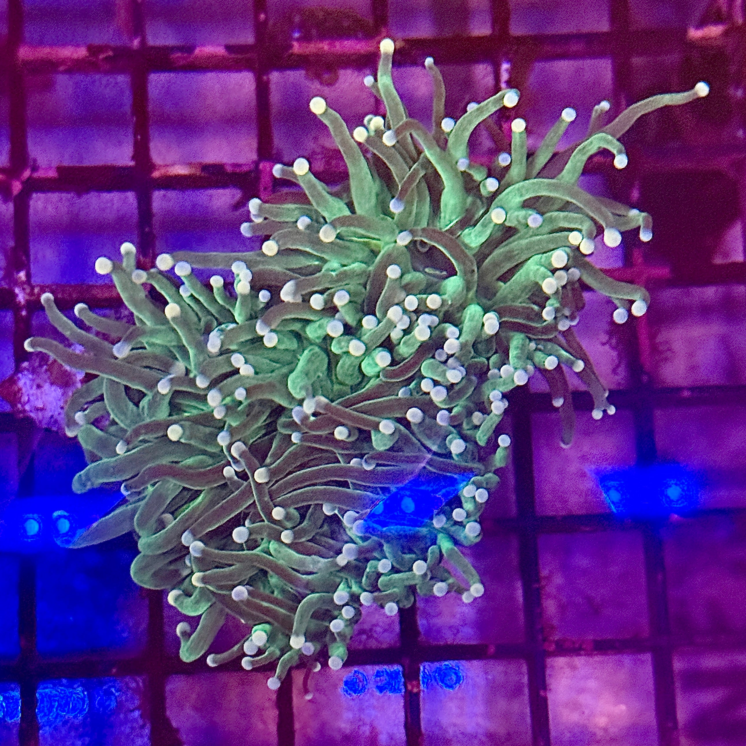Green with Pink Tips Torch Coral R4B5