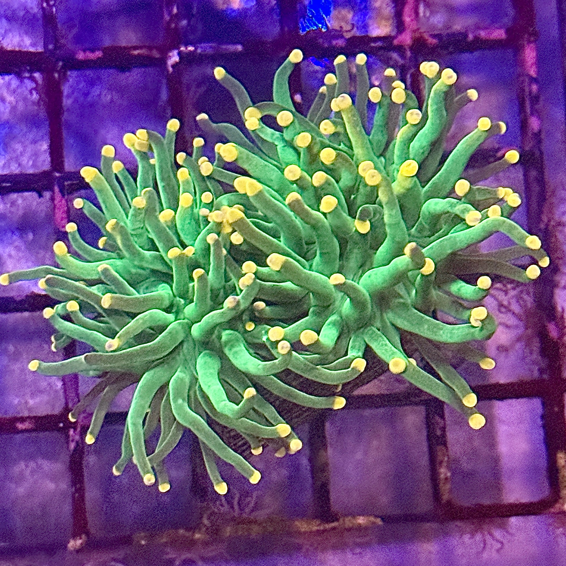 Green with Pink Tips Torch Coral R4C1