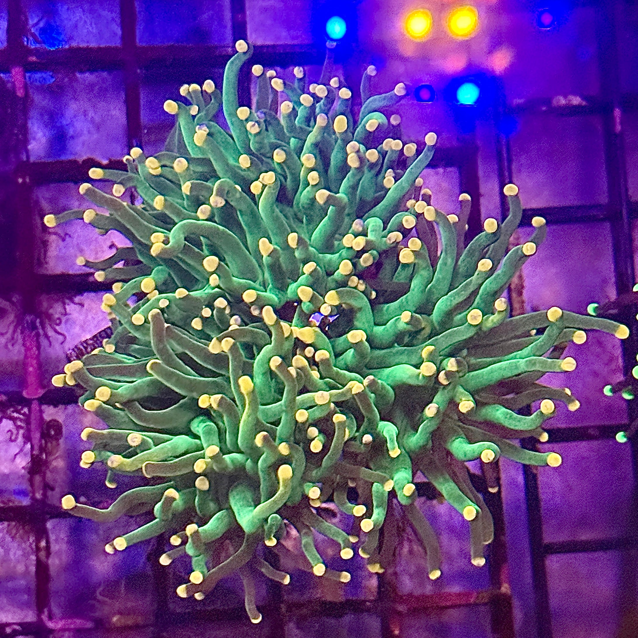 Green with Pink Tips Torch Coral R4C2