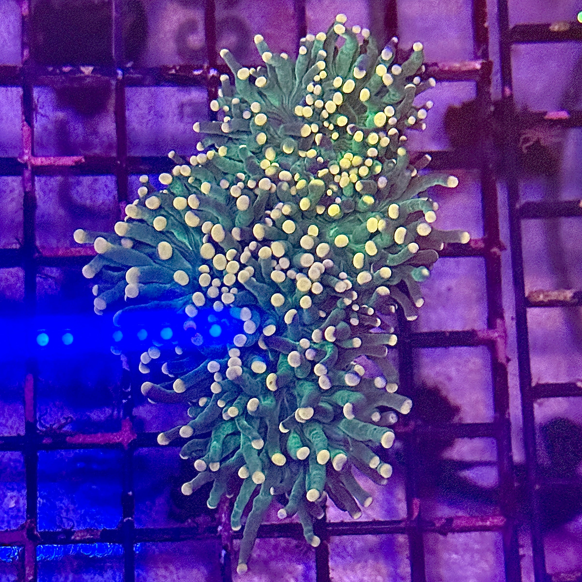 Green with Pink Tips Torch Coral R4C5