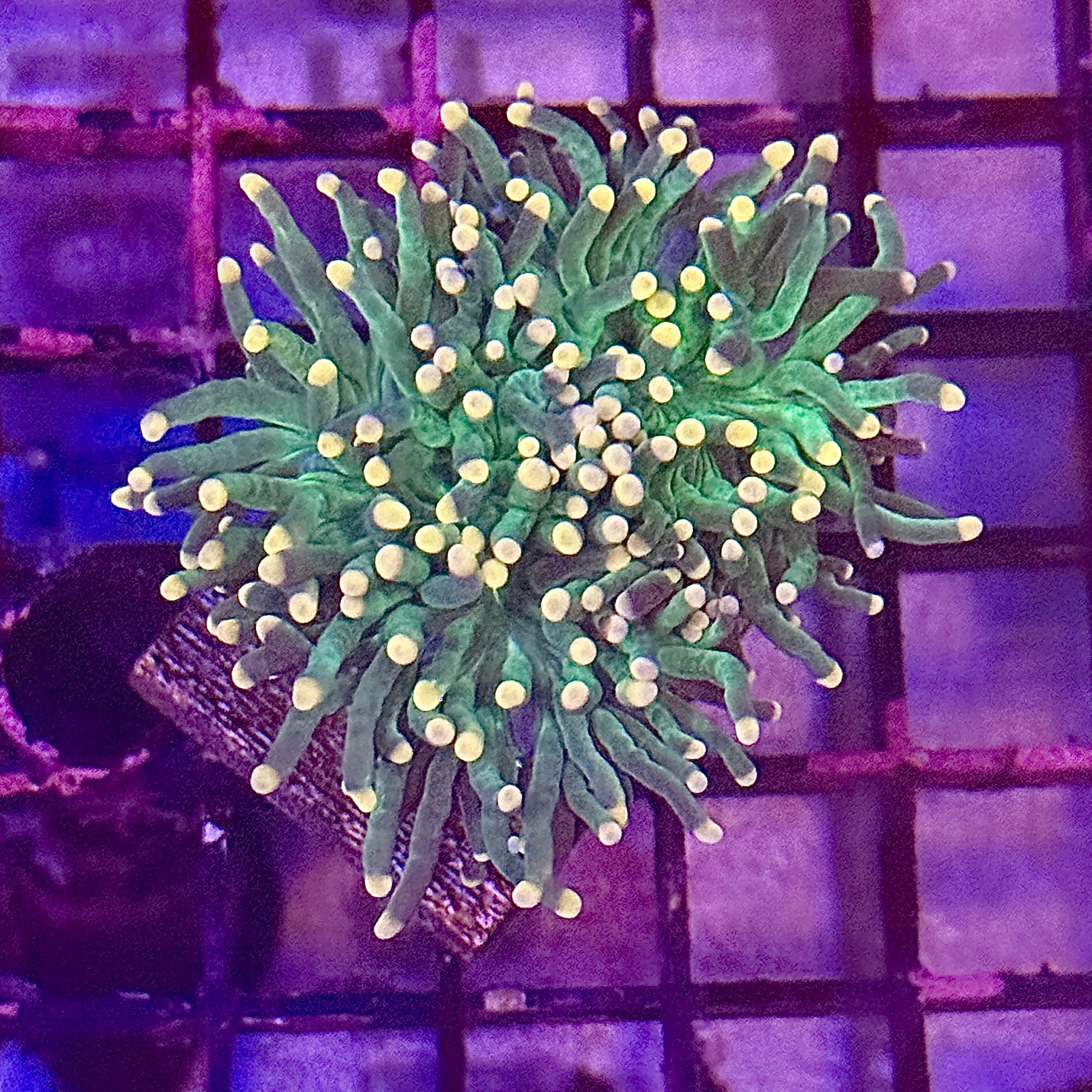 Green with Pink Tips Torch Coral R4C6