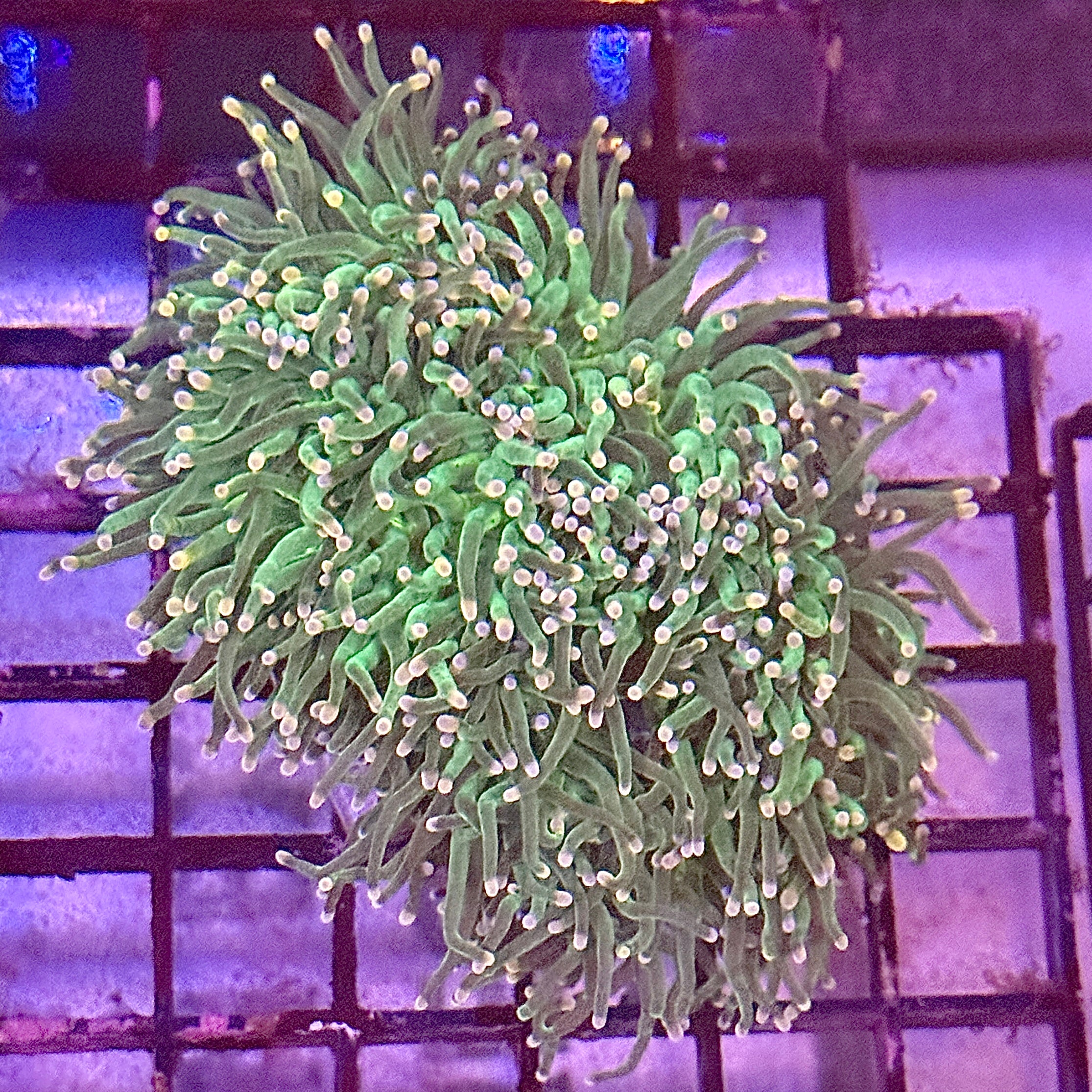 Green with Pink Tips Torch Coral R4C7