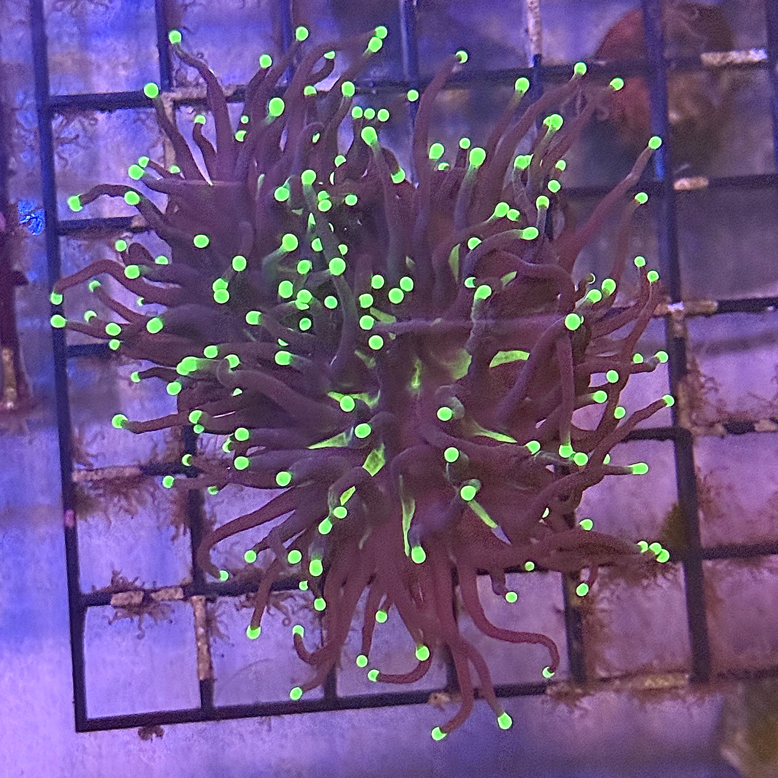 Hurricane Joker Torch Coral R6A1