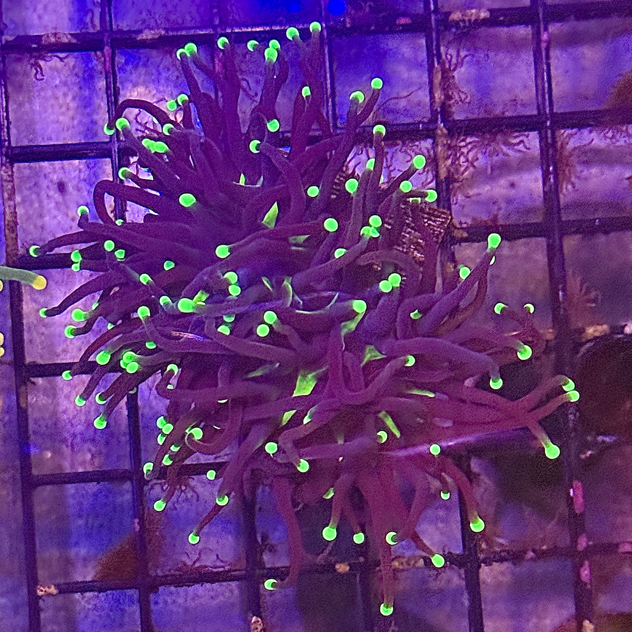 Hurricane Joker Torch Coral R6A2