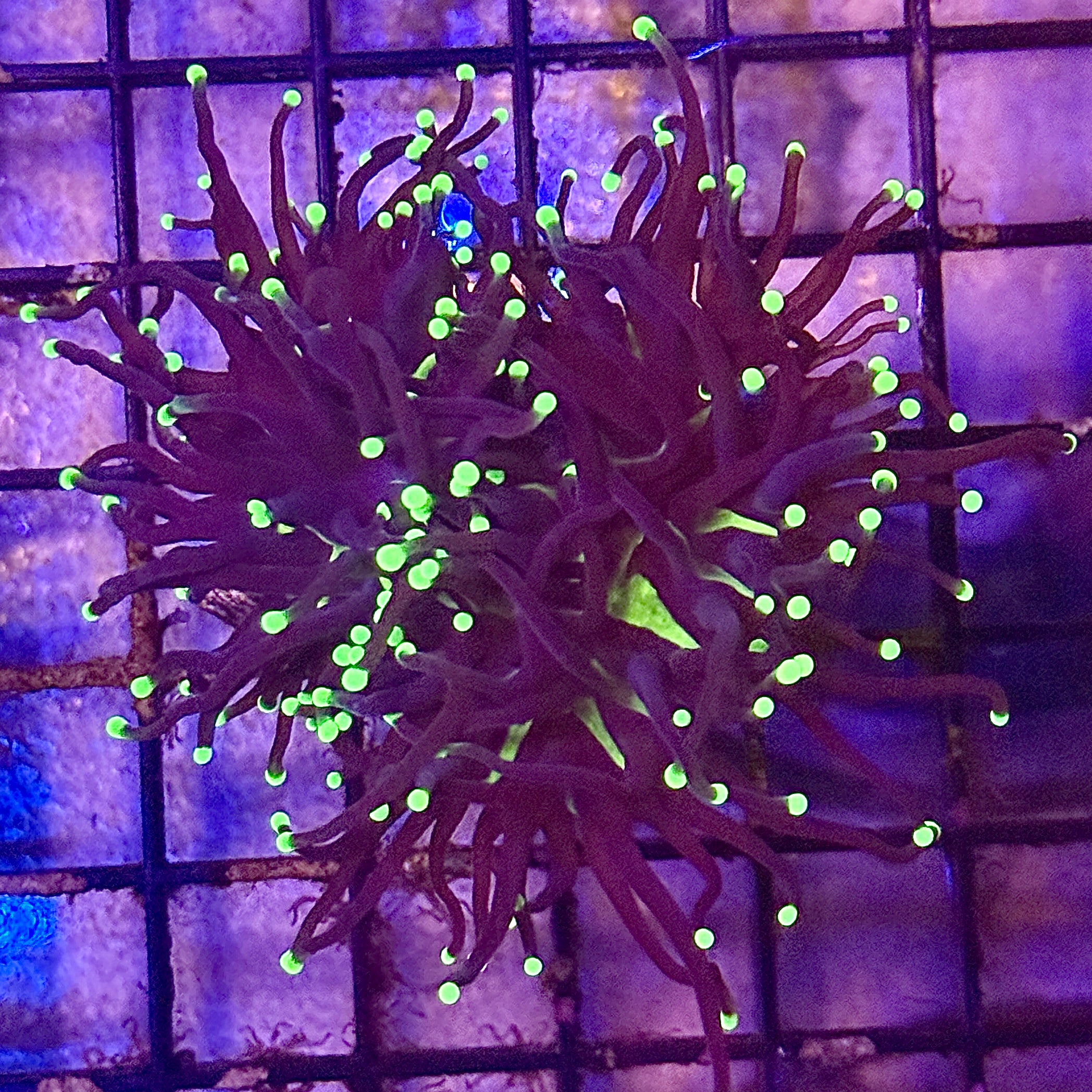 Hurricane Joker Torch Coral R6A3