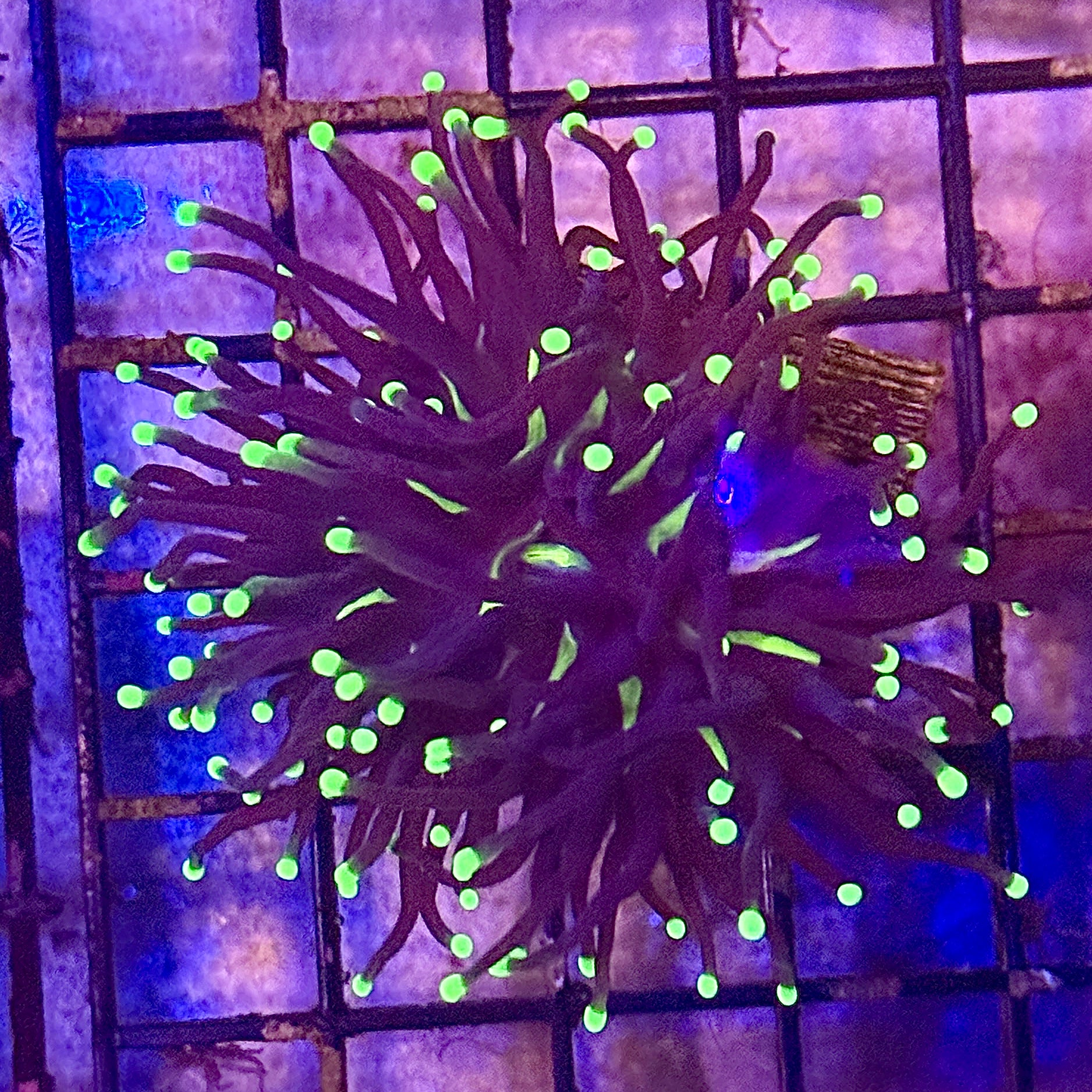 Hurricane Joker Torch Coral R6A4