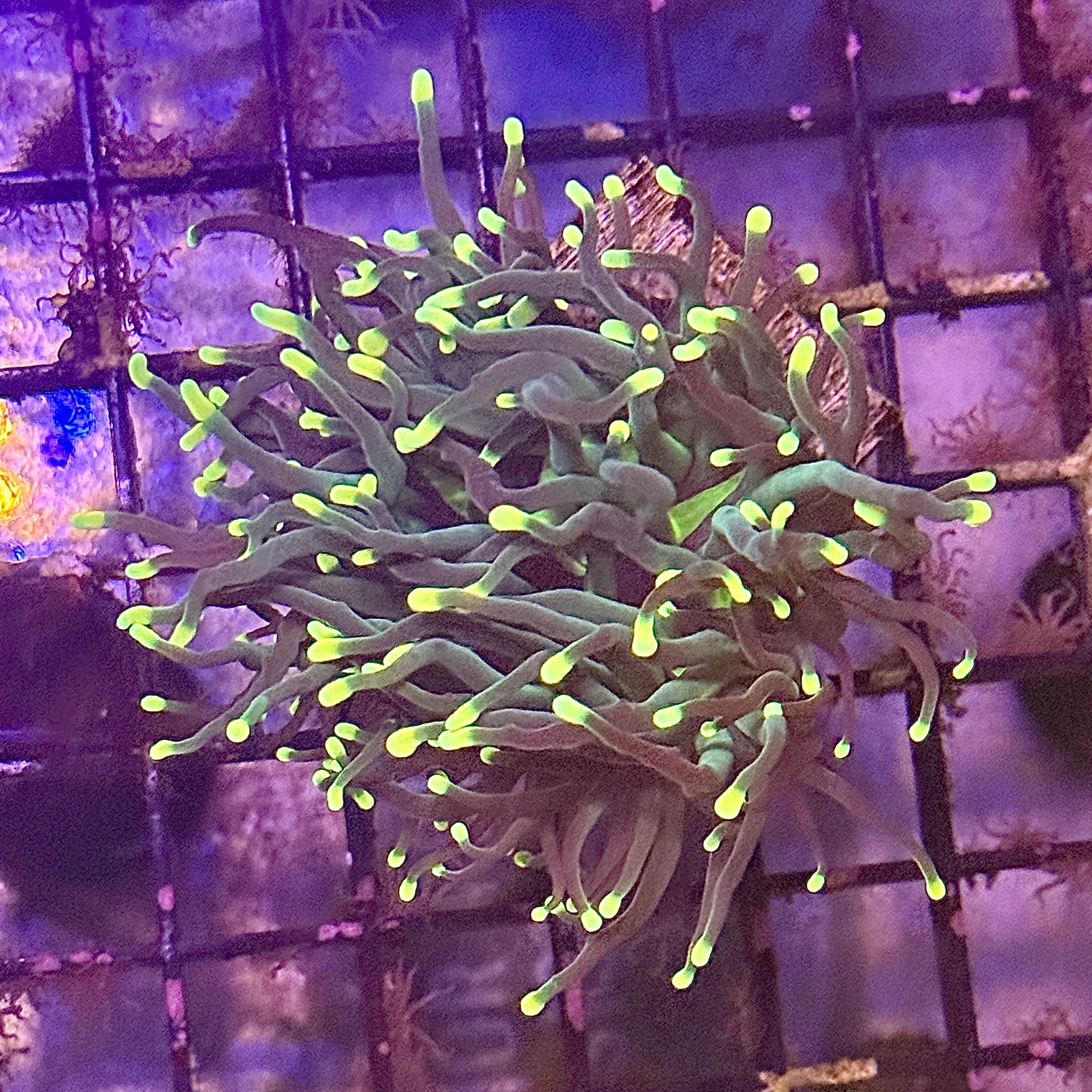 Indo Rasta Torch Coral R6B2