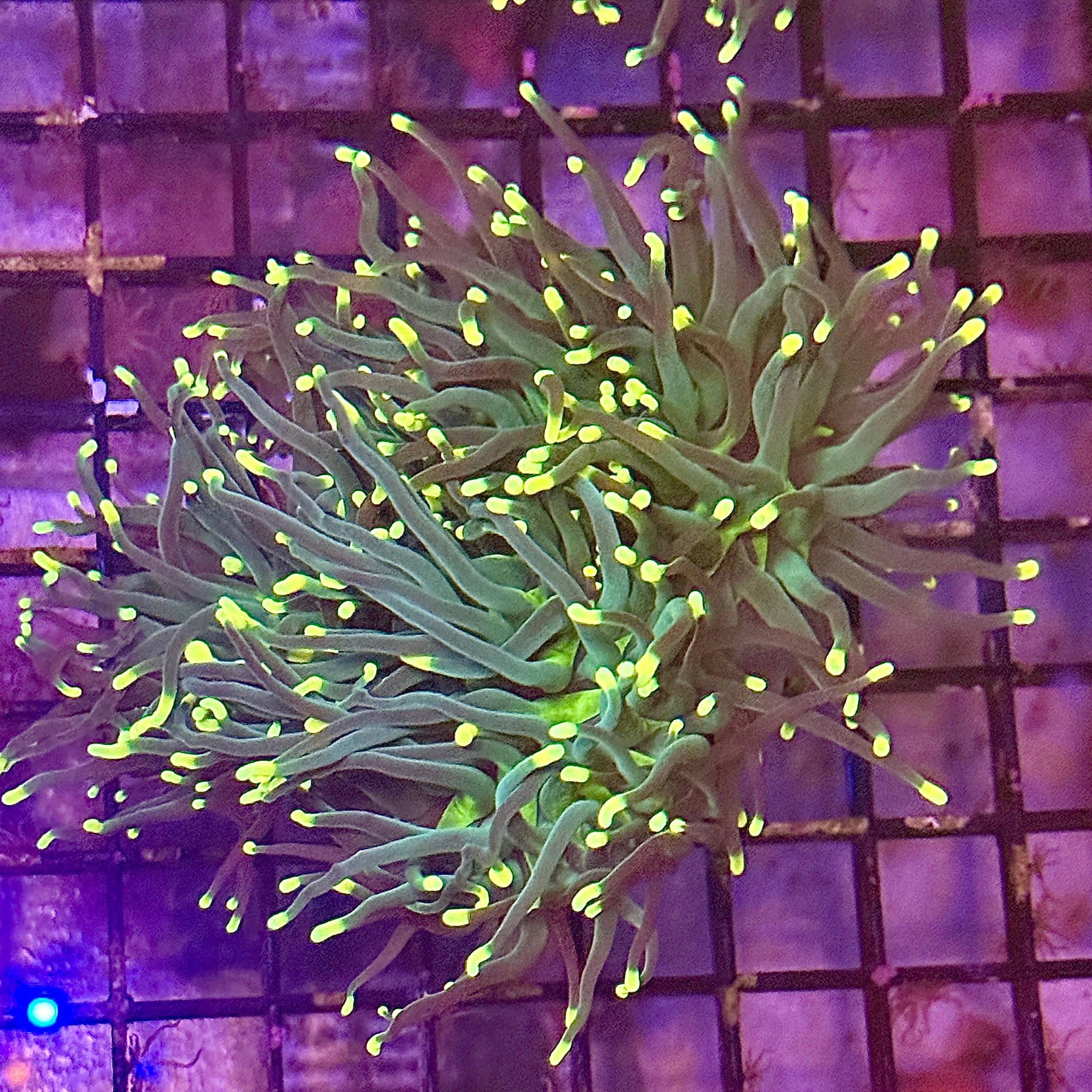 Indo Rasta Torch Coral R6B4