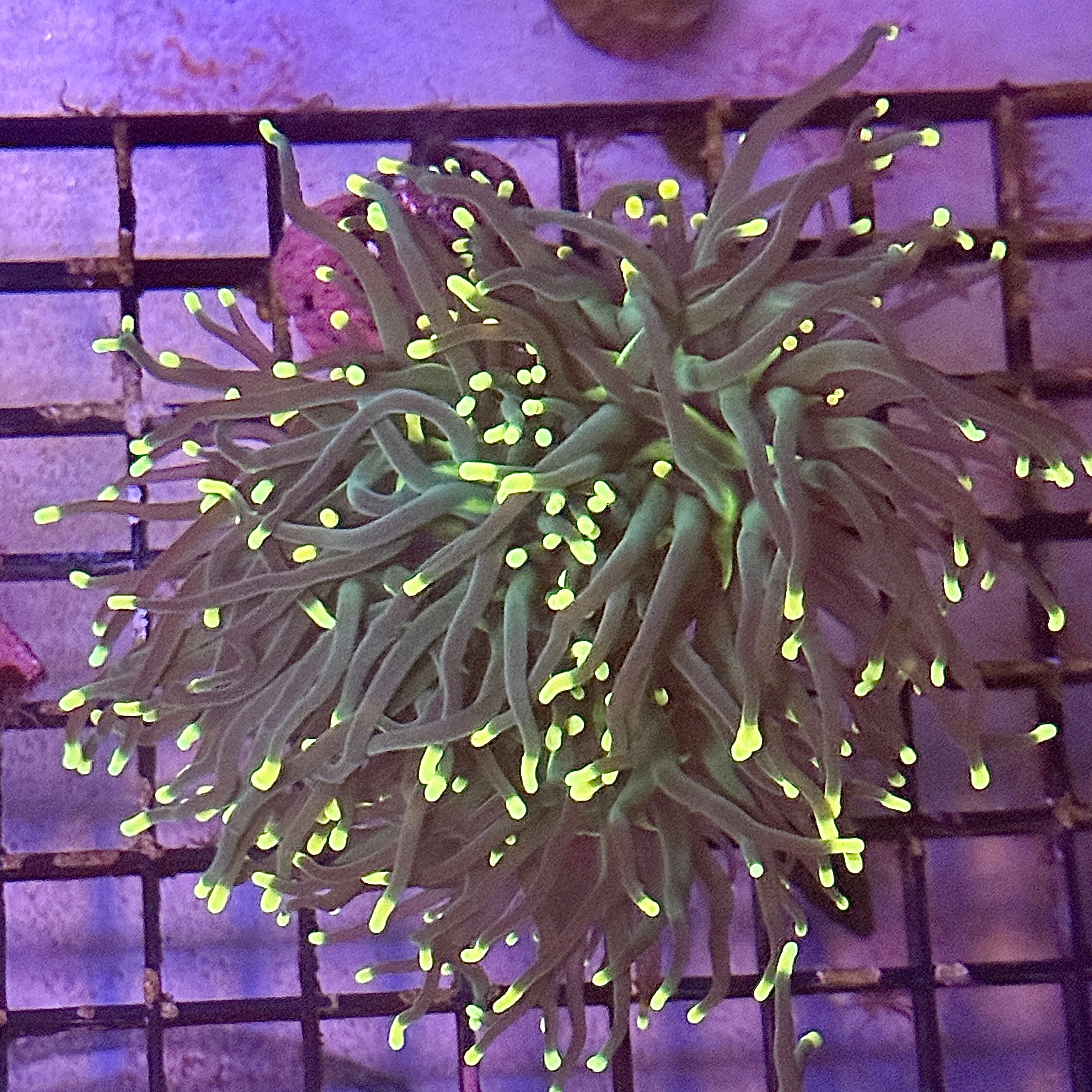Indo Rasta Torch Coral R6B6