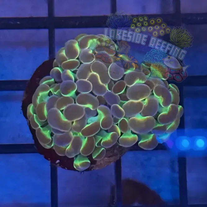 Aquacultured Hologram Metallic Hammer R3A4
