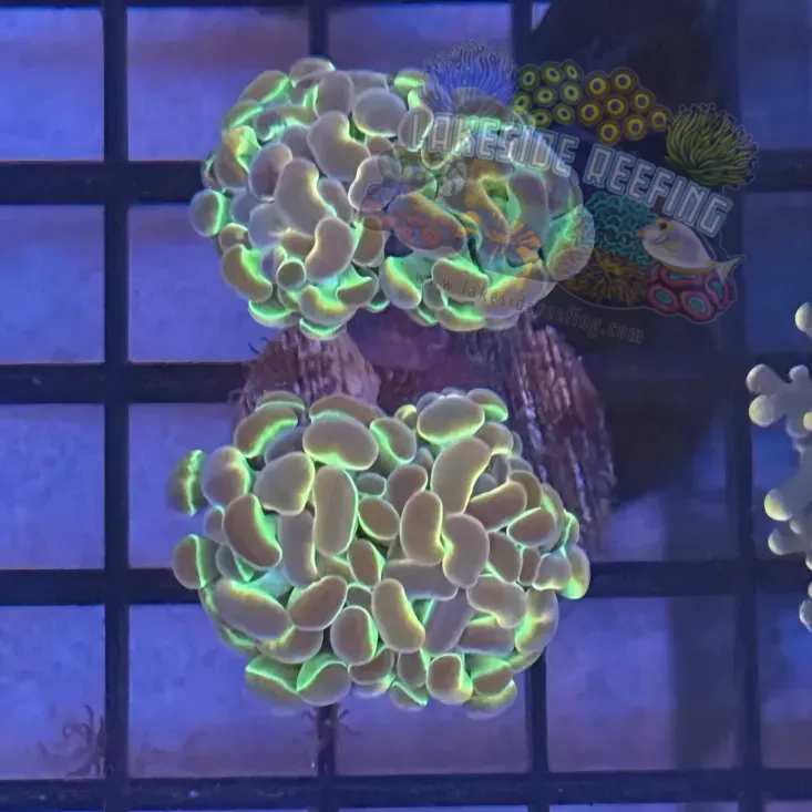 Aquacultured Hologram Metallic Hammer R3A5
