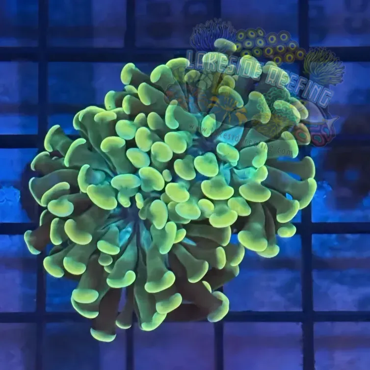 Aquacultured Gold and Green Honeycomb Hammer R3B3
