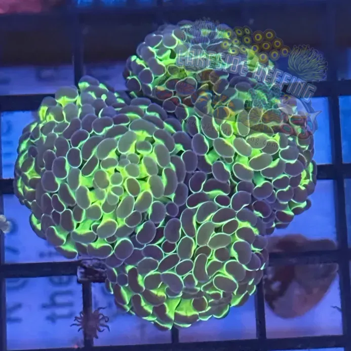 Aquacultured Hologram Metallic Hammer R3C6