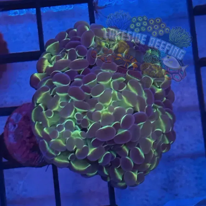 Aquacultured Metallic Hologram Hammer R3D2