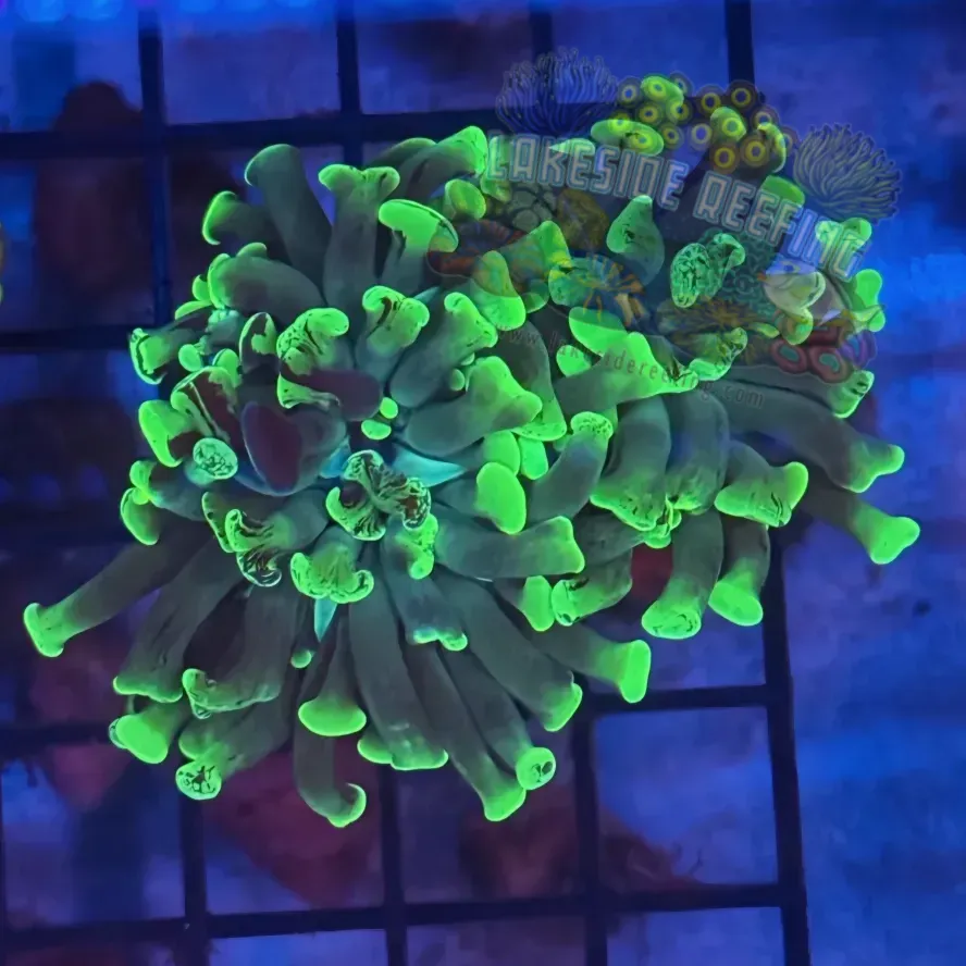 Aquacultured Bright Green Tip Toxic Splatter Hammer R3D4