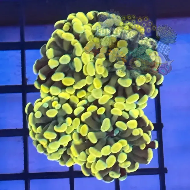 Aquacultured Ultra Gold Hammer R3D6