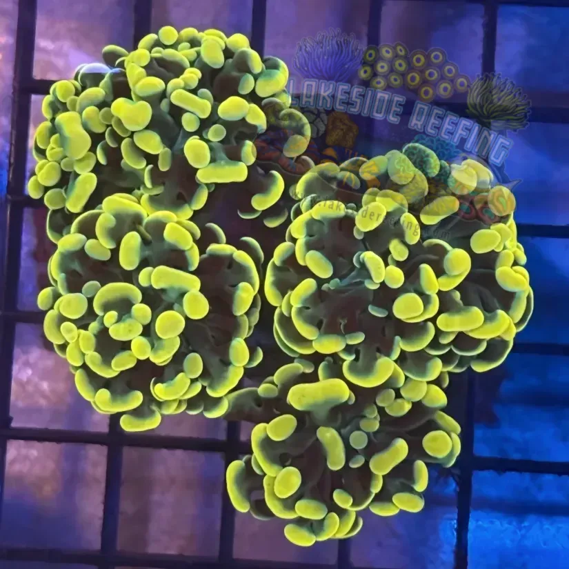 Aquacultured Ultra Gold Hammer R2A3