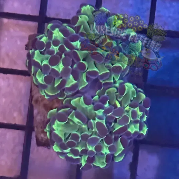 Aquacultured Bi Color Metallic Hammer R2A4