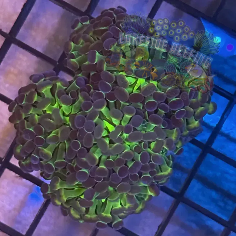 Aquacultured Ultra Bi Color Metallic Hammer R2A5