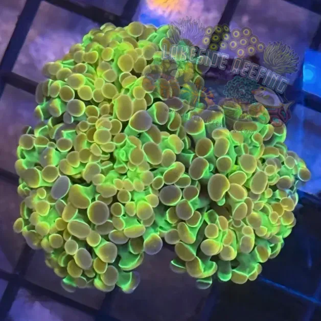 Aquacultured Ultra Gold Hologram Hammer R2B1