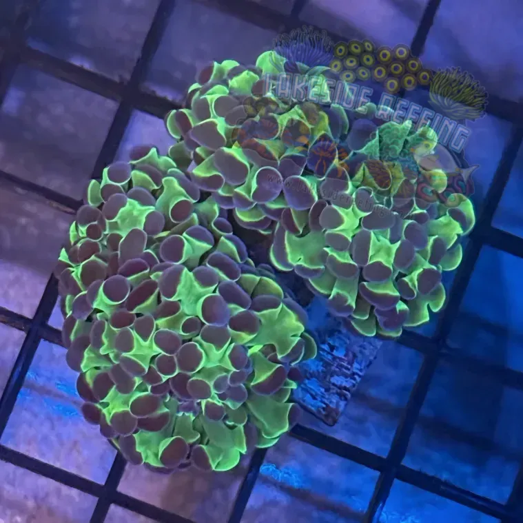Aquacultured Bi Color Metallic Hammer R2B5