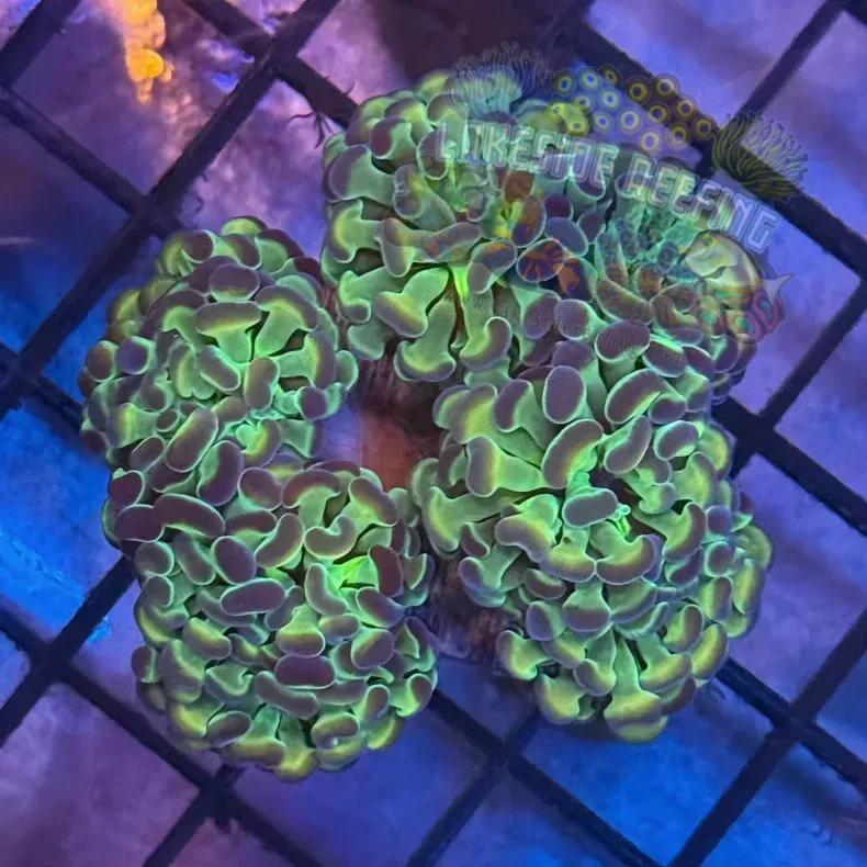 Aquacultured Hologram Metallic Hammer R2C2