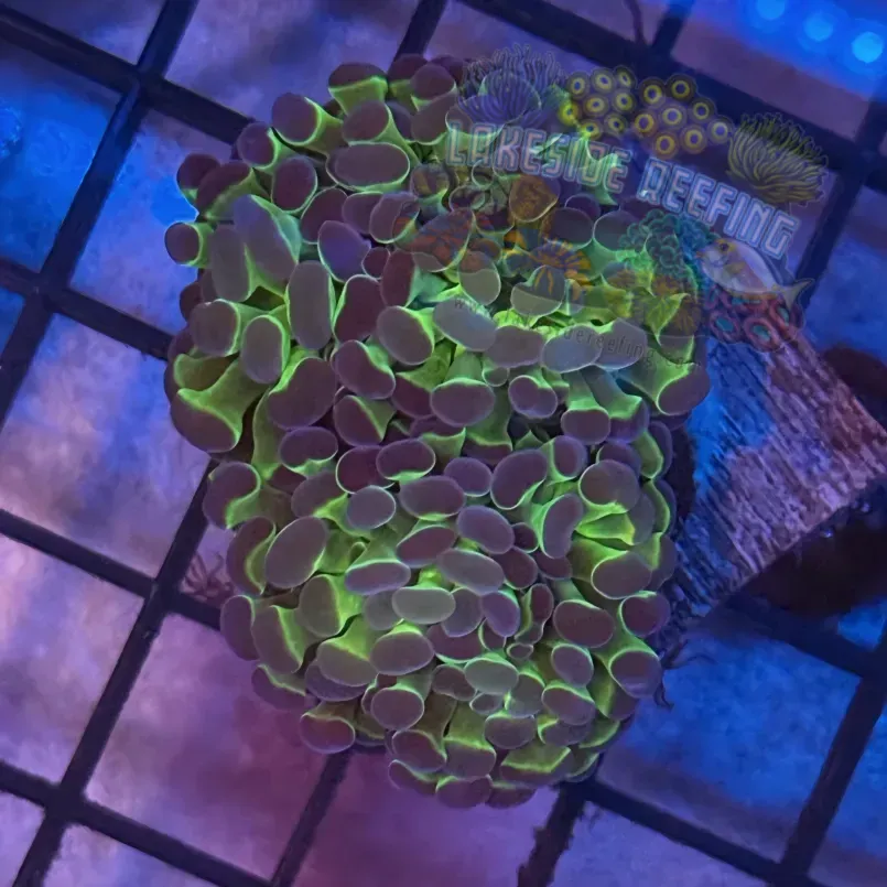 Aquacultured Bi Color Metallic Hammer R2C4