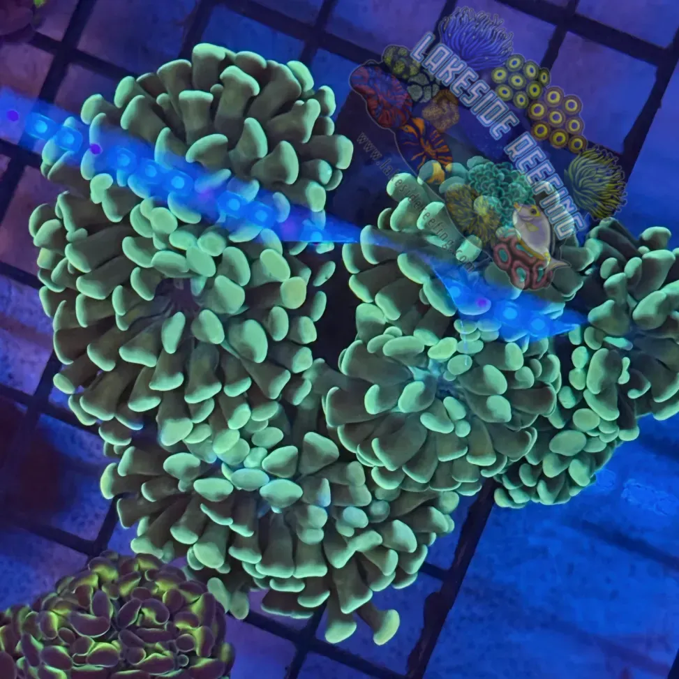 Aquacultured Mint Green Honeycomb Hammer R2D6