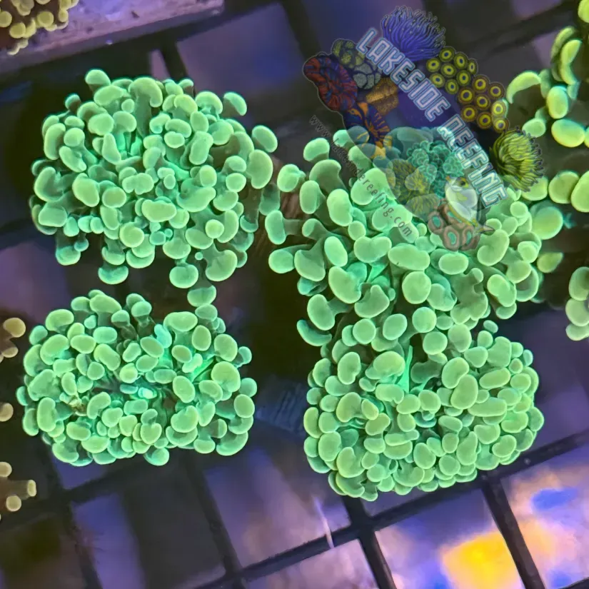 Aquacultured Ultra Green Metallic Hammer R1B2