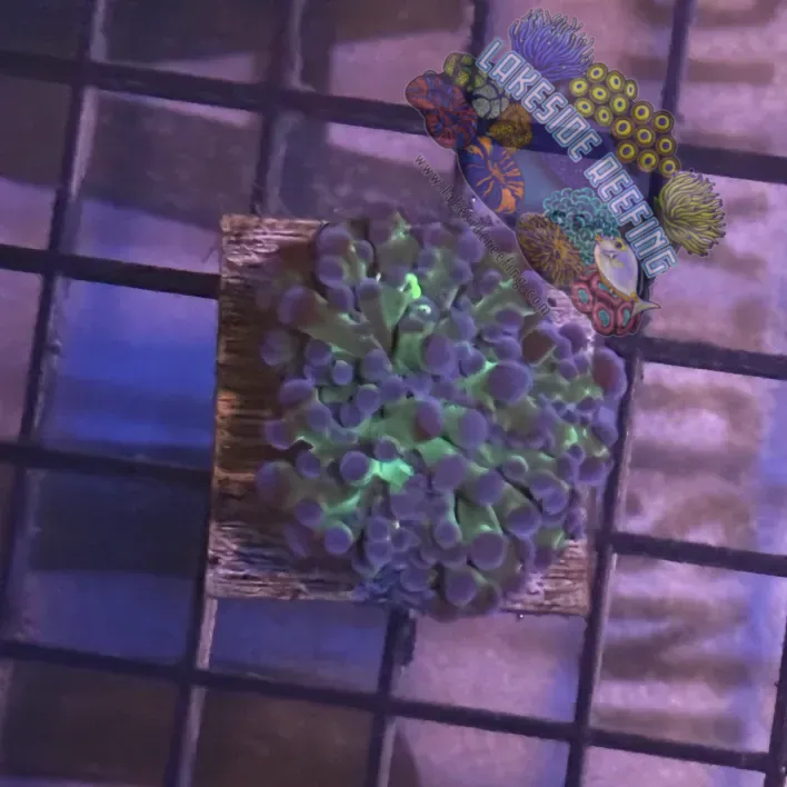 Aquacultured Ultra Bi Color Octospawn R1B4