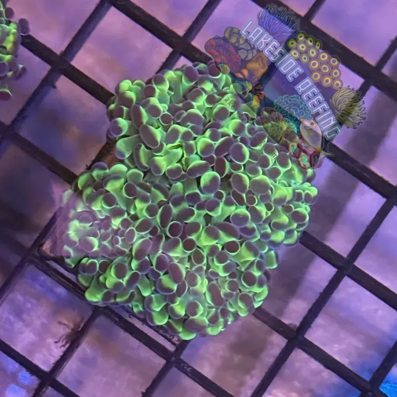 Aquacultured Ultra Bi Color Metallic Hammer R1C4
