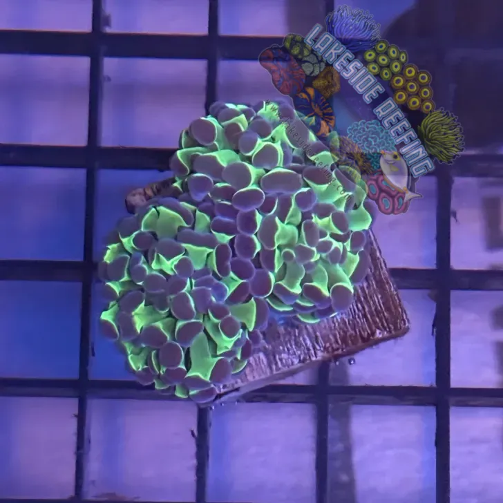 Aquacultured Ultra Bi Color Metallic Hammer R1C5