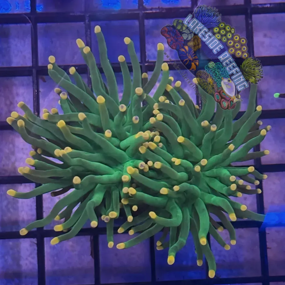 Lakeside Reefing Green with Pink Tips Torch Coral - R4A1 Coral