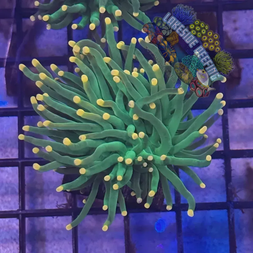 Lakeside Reefing Green with Pink Tips Torch Coral - R4A2 Coral