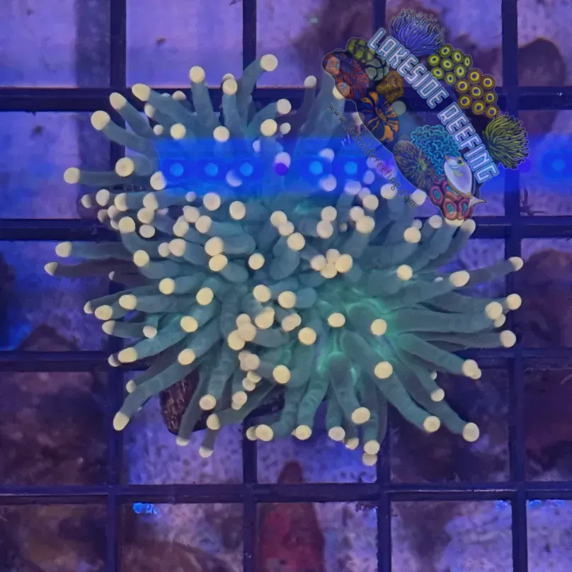Lakeside Reefing Green with Pink Tips Torch Coral - R4A4 Coral